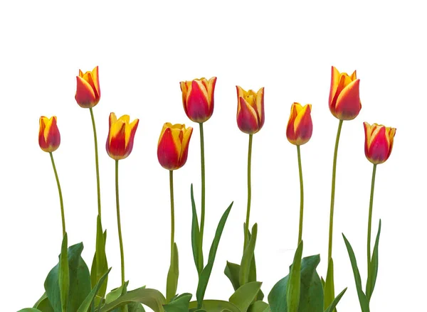 Set Triumph tulips sort "Kees Nelis" on a bed on a white background isolated — Stock Image Set Triumph Tulips Sort Kees Nelis Bed White Background Isolated Royalty Free Stock Images