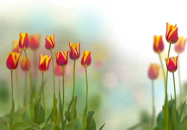 Triumph tulips sort "Kees Nelis" on a bed on a blur background isolated — Stock Image Triumph Tulips Sort Kees Nelis Bed Blur Background Isolated Stock Picture