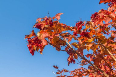 Olgun viburum demetleri güneş tarafından aydınlatılan bir dalda mavi gökyüzüne karşı