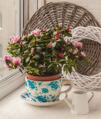 Azalea (rododendron) in vintage pot ve dekoratif sulama Windo üzerinde