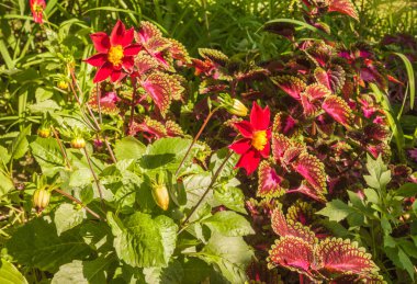 Yıldız çiçeği tarlası, coleus ve güneşli bir günde gündüz vakti. Bir çiçek tarhında pembe ve mor çiçeklerin ahenkli kombinasyonu.