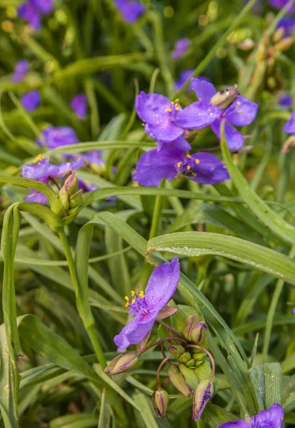 Virginia Spiderwort Tradescantia Virginiana Drops Rain Flowerbed — Stock Photo, Image