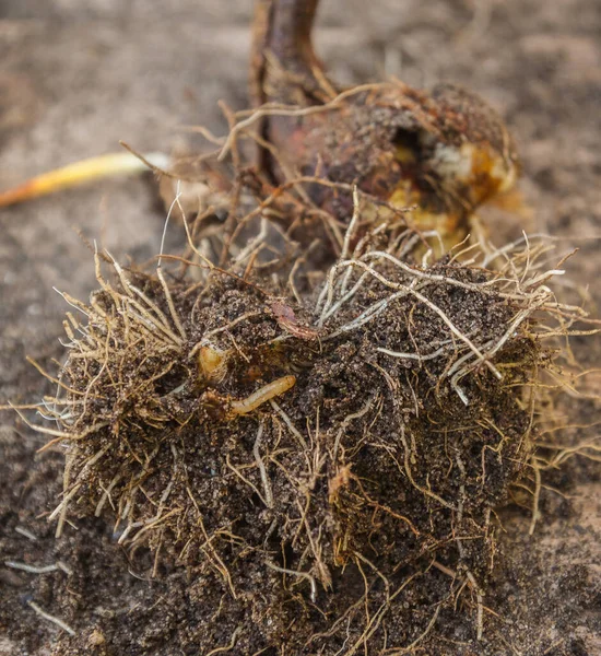 Tulp Pest Draadworm Larven Stadium Tussen Gegraven Bollen — Stockfoto