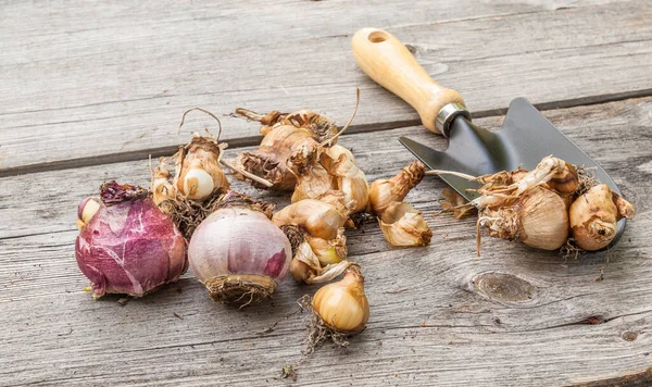 Narcis Cibule Před Výsadbou Vedle Zahradní Lopaty Dřevěném Stole — Stock fotografie