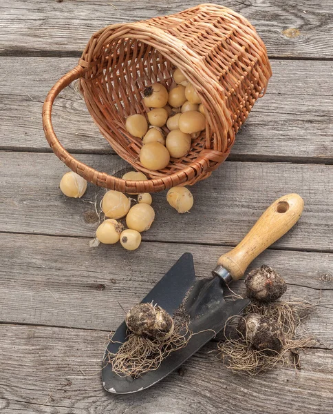 Ampuller bir sepetin içinde Allium aflatunense, bahçe küreği ve solmuş çiçekler ahşap arka planda