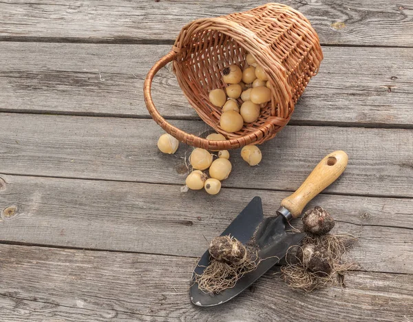 Bulbs Allium Aflatunense Basket Garden Shovel Faded Blossoms Wooden Background — Stock Photo, Image