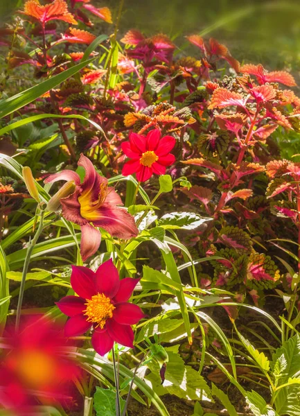 Flowerbed Dahlia Coleus Daylily Sunny Day Harmonious Combination Pink Purple — Stock Photo, Image