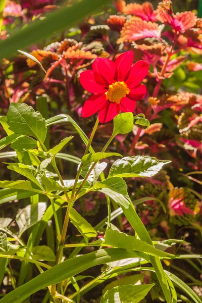 Beet Von Dahlie Coleus Und Taglilie Einem Sonnigen Tag Harmonische — Stockfoto