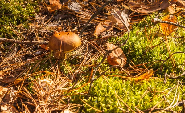 Polnischer Pilz Imleria Badia Wald Einem Sonnigen Herbsttag — Stockfoto
