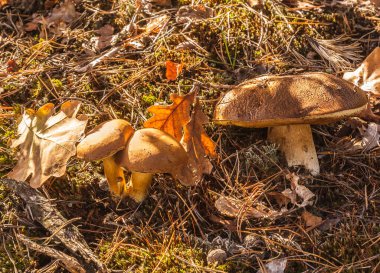 Polonya mantarı (Imleria badia) güneşli bir sonbahar gününde ormanda
