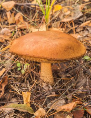 Polonya mantarı (Imleria badia) güneşli bir sonbahar gününde ormanda