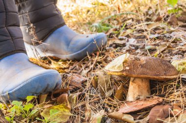 Sonbahar ormanlarında lastik botların arka planında Porcini (beyaz mantar)
