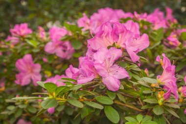 Güzel açan pembe açelya (rhododendron)