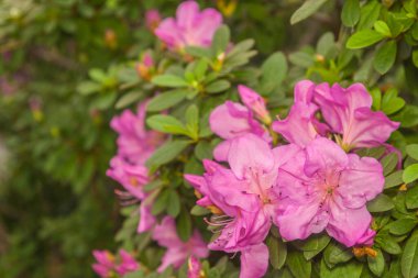 Güzel açan pembe açelya (rhododendron)