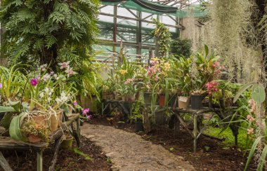 Cattleya, Phalaenopsis ve diğer orkidelerle sera