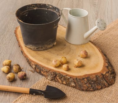 Ampul sümbül ve çiçek dikmek için saksı ve bahçe küreği.