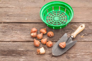 Lale soğanları, bahçe küreği ve ahşap masada soğan sepeti.