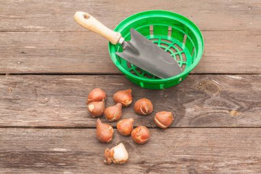 Lale soğanları, bahçe küreği ve ahşap masada soğan sepeti.