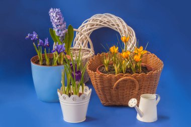 Mavi arka planda timsah ve sümbül sepetleri, iridodictyum.