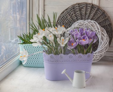 Plastik bir sepetin içinde çiçek açan beyaz ve çizgili timsahlar ve kışın soğuk bir pencerenin üzerindeki dekoratif sulama kutusu.