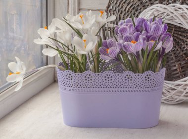 Kışın soğuk bir pencerenin üzerinde plastik bir sepette çiçek açan beyaz ve çizgili timsahlar.