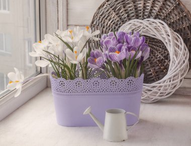 Plastik bir sepette çiçek açan beyaz ve çizgili timsahlar ve kışın pencereye konan dekoratif sulama kutusu.