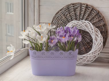 Çiçekli beyaz ve çizgili timsahlar kışın pencerenin üzerinde plastik bir sepetin içinde.