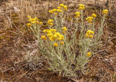 Helichrysum arenaryumu aynı zamanda cüce ve ölümsüz olarak da bilinir..