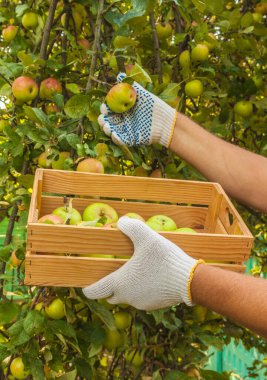 Erkeklerin elleri yazın bahçede elma topluyor.