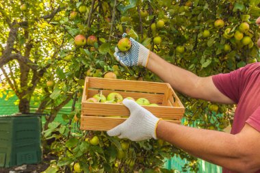 Erkeklerin elleri yazın bahçede elma topluyor.