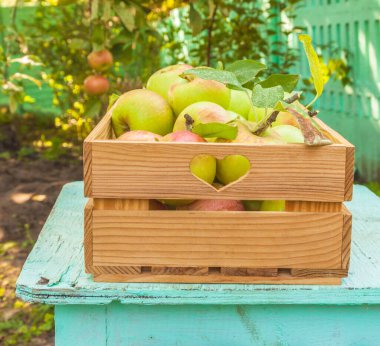 Elmalar bahçede bir kutunun içinde toplanıyor.