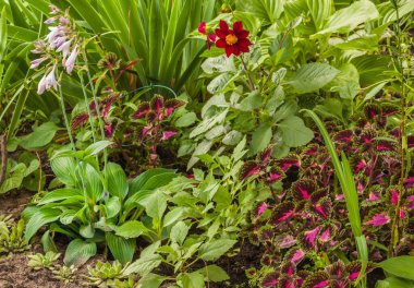 Hosta, Dahlia ve tohum koleusuyla yatakların renk kombinasyonu