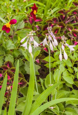 Hemerocallis, Hosta, Dahlia ve Coleus tohumlu yatakların renk kombinasyonu