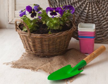 Beyaz ve mavi hanım evlatları balkonda kırsal bir sepetin içinde