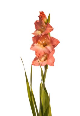 Beyaz arka planda yaprakları olan pembe gladiolus.