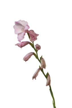 Beyaz arka planda yaprakları olan pembe gladiolus.