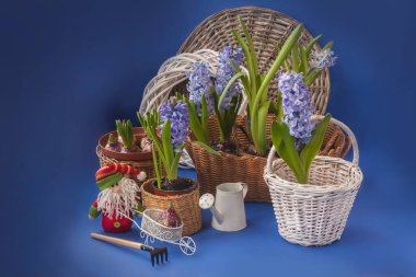 Çiçekli mavi sümbüller sümbül sepetinde süsleme kutusunun yanında ve mavi arka planda bir oyuncak cüce (seri üretim).