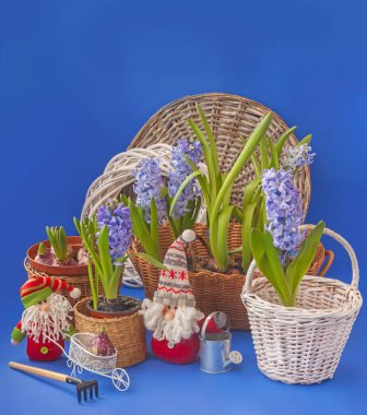 Mavi sümbüller sepetin içinde mavi bir arka planda sümsük kutusu ve oyuncak bir cücenin yanında.)