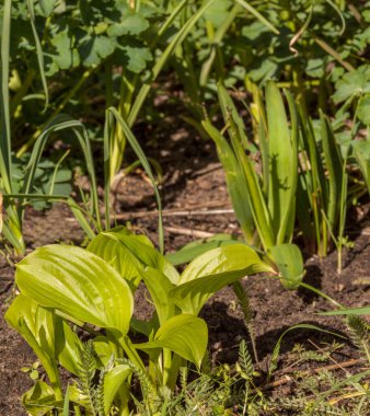Ev sahiplerinin genç yaprakları ve çiçek tarhında solmuş sümbüller.