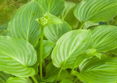 Tomurcuklu çiçek tomurcuğu Bahçede plantaginea