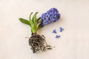 Masa yüzeyinde kökleri ve ampulü olan mavi sümbül.