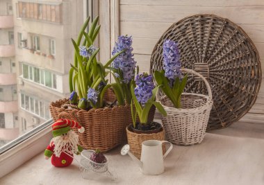 Çiçekli mavi sümbüller 