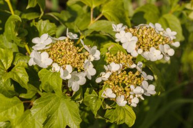 Güneşli bir günde yeşil arka planda çiçek açan viburum çalısı
