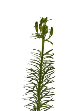 Saffron zambağı (Lilium dahuricum; Lilium pensylvanicum) tomurcuklanmış beyaz arka planda izole edilmiş.