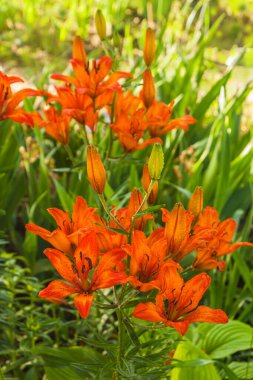 Çiçekli Saffron zambakları (Lilium dahuricum; Lilium pensilvanicum) bahçede sulandıktan sonra bir damla suyla