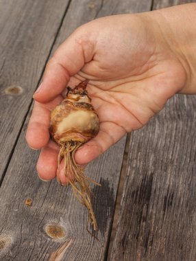 Yerleştirmeden önce dişi el Eucomis bicolor ampulünü tutar