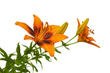 Çiçek açan turuncu Lily Asyalı melezler, beyaz arka planda su damlaları olan peri serisi izole edilmiş