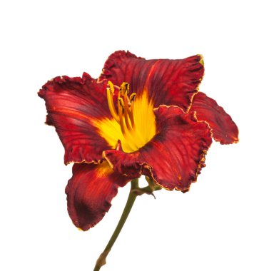 Beyaz arka planda Mor Abanoz Kadife zambak izole