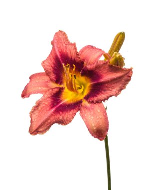 Leylak hemerocallis (gündüz) 