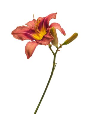 Leylak hemerocallis (gündüz) 